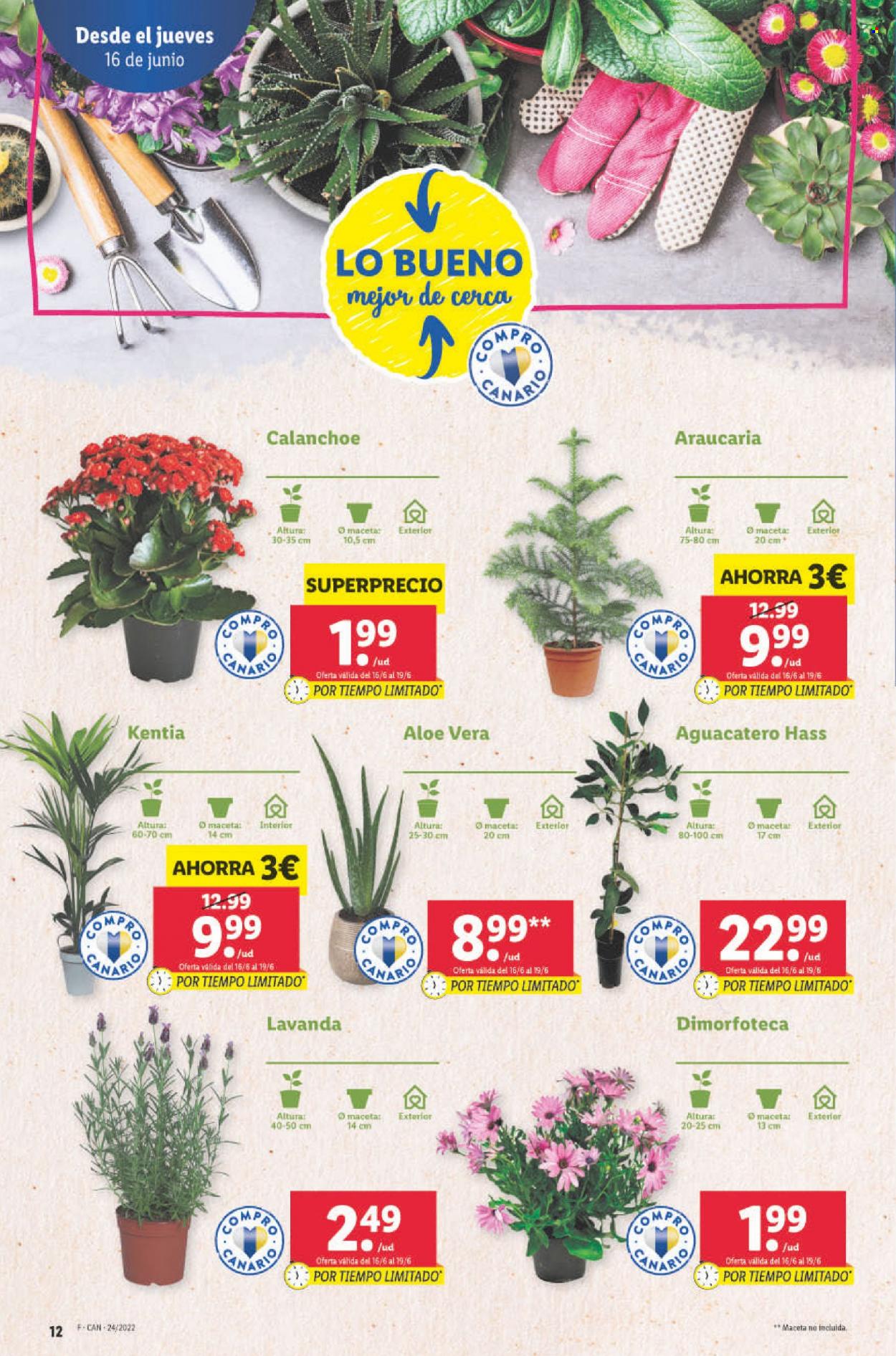 Folleto Lidl - 16/06/22 - 22/06/22. Página 12