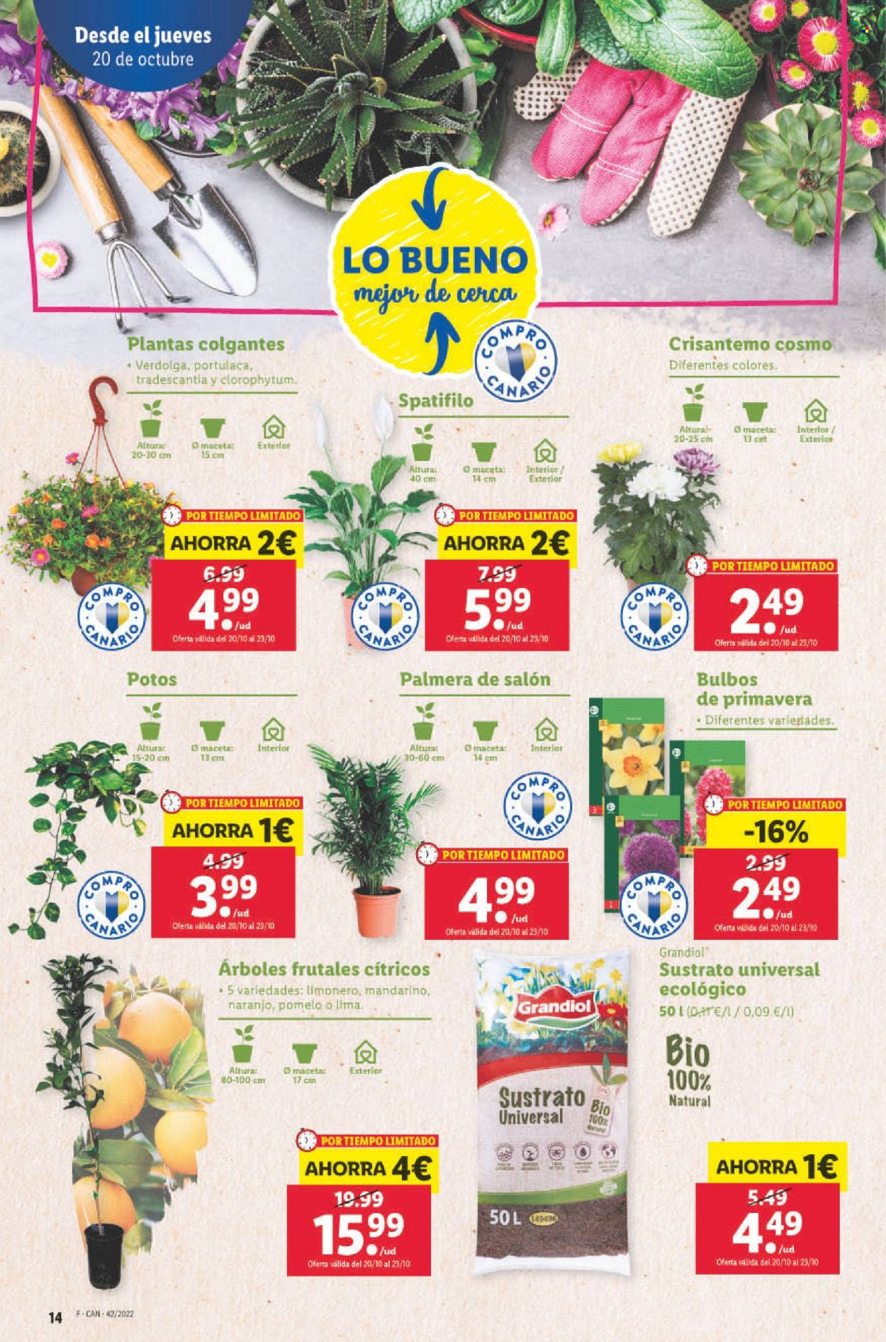Folleto Lidl - 20/10/22 - 26/10/22. Página 14