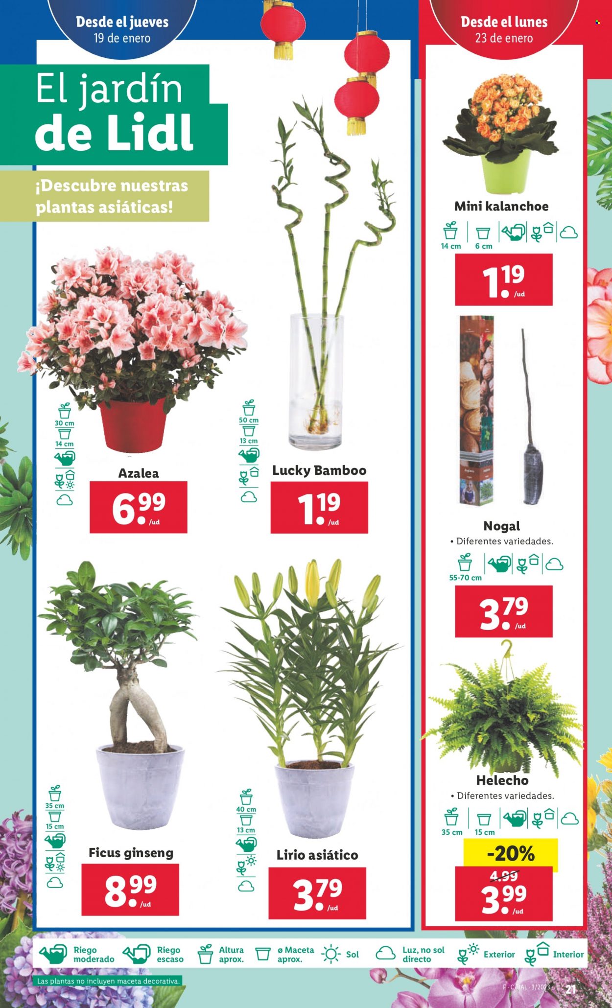 Folleto Lidl - 19/01/23 - 25/01/23. Página 21