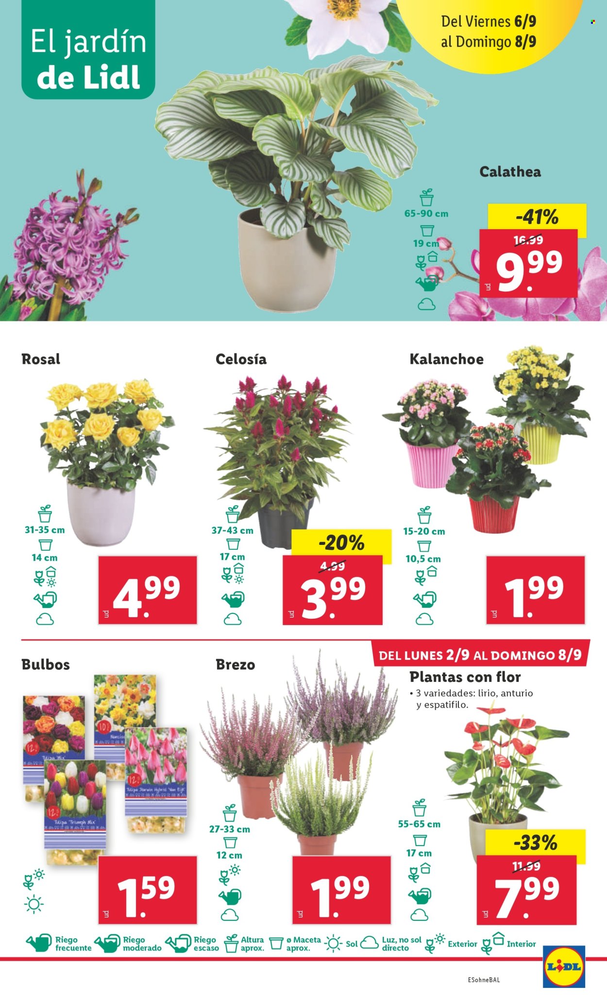 Folleto Lidl - 02/09/24 - 08/09/24. Página 19