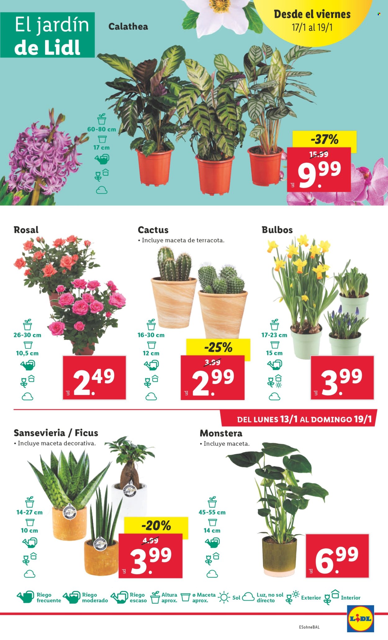 Folleto Lidl - 13/01/25 - 19/01/25. Página 21