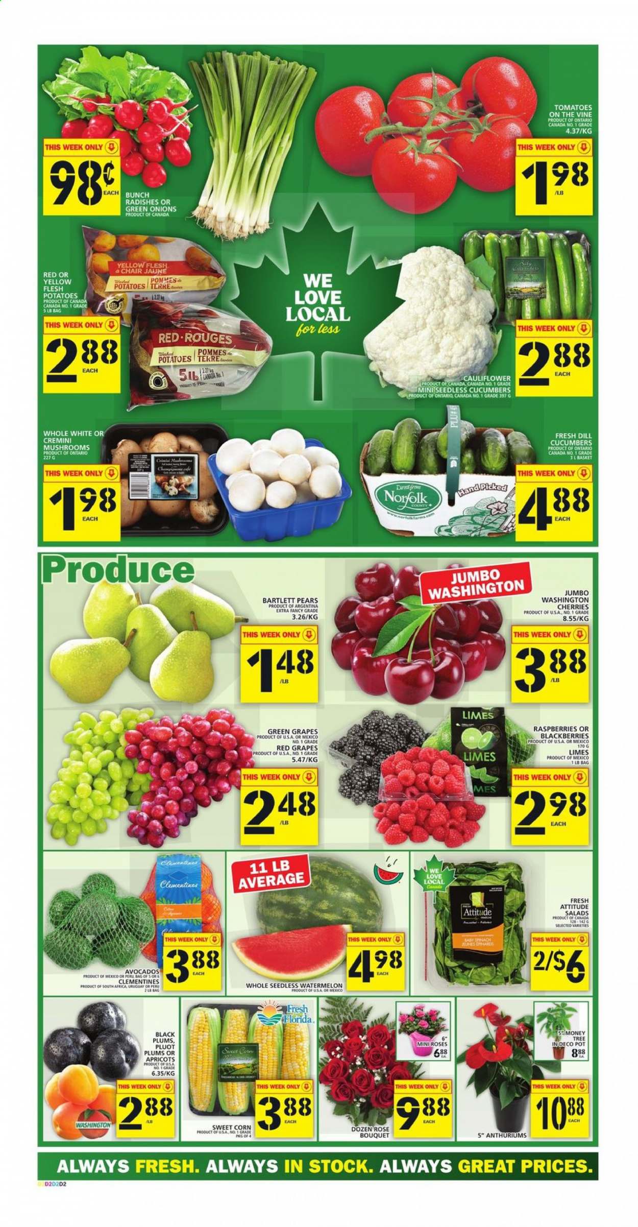 thumbnail - Food Basics Flyer - July 15, 2021 - July 21, 2021 - Sales products - mushrooms, cauliflower, corn, cucumber, radishes, tomatoes, potatoes, sweet corn, green onion, avocado, Bartlett pears, blackberries, clementines, grapes, limes, watermelon, plums, cherries, pears, apricots, black plums, dill, wine, rosé wine, pot. Page 2.