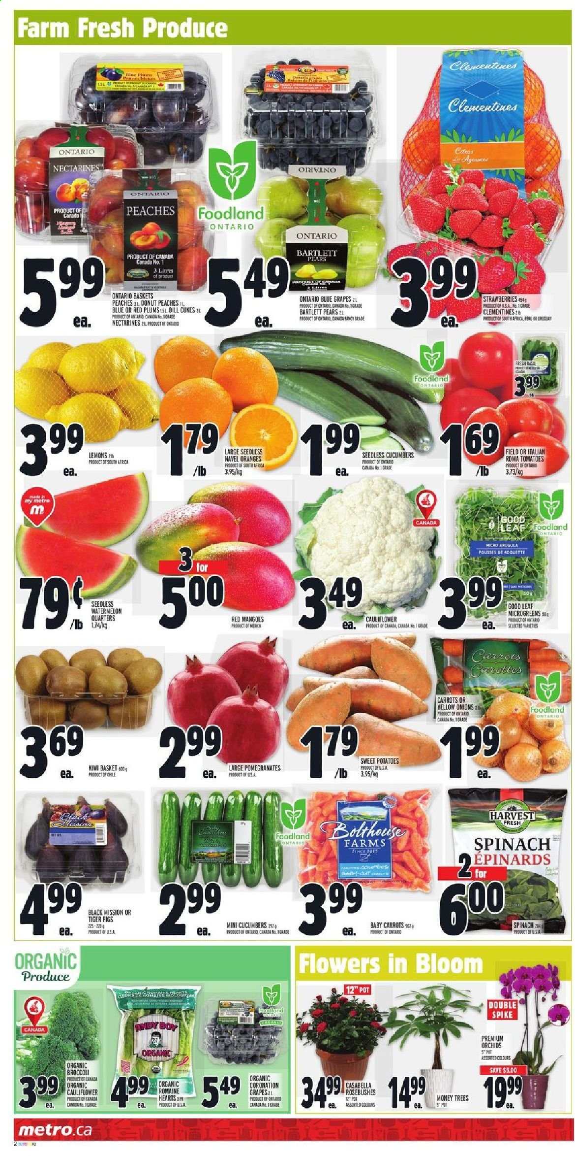 thumbnail - Metro Flyer - August 26, 2021 - September 01, 2021 - Sales products - donut, arugula, broccoli, carrots, cauliflower, cucumber, spinach, sweet potato, tomatoes, potatoes, onion, Bartlett pears, clementines, figs, grapes, nectarines, strawberries, watermelon, pears, pomegranate, lemons, peaches, navel oranges, esponja, dill, pot, basket, kiwi, oranges. Page 2.