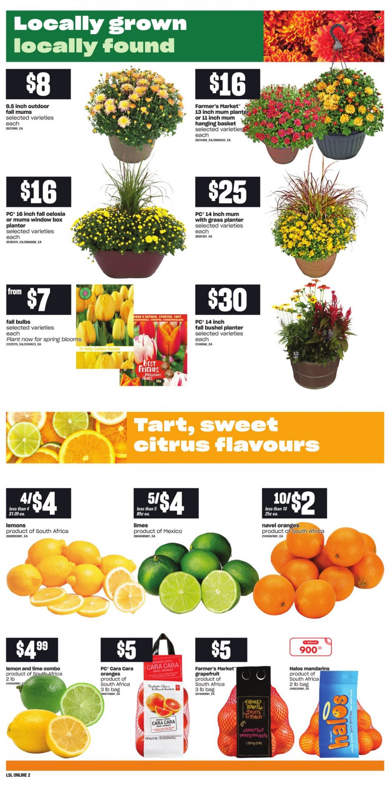 thumbnail - Loblaws Flyer - September 09, 2021 - September 15, 2021 - Sales products - tart, grapefruits, limes, mandarines, lemons, navel oranges, Mum, Optimum, oranges. Page 5.
