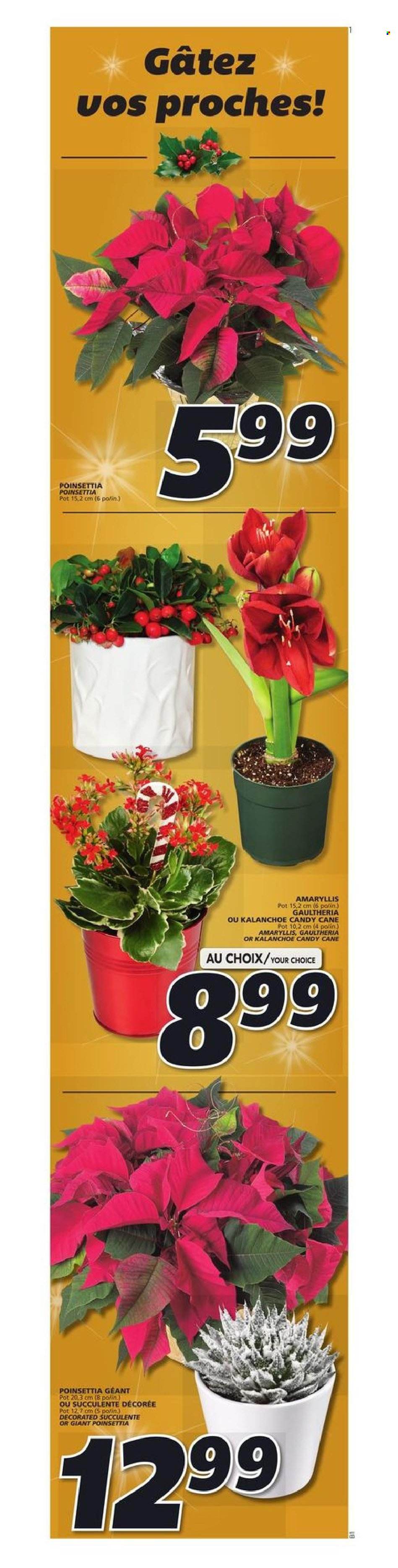 IGA flyer - December 02, 2021 - December 08, 2021. Page 15