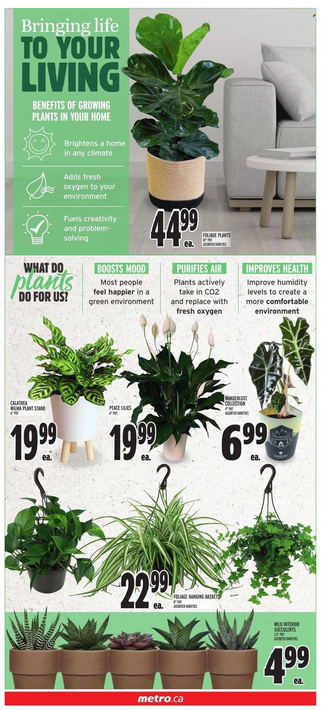 thumbnail - Metro Flyer - January 13, 2022 - January 19, 2022 - Sales products - basket, pot, succulent. Page 3.