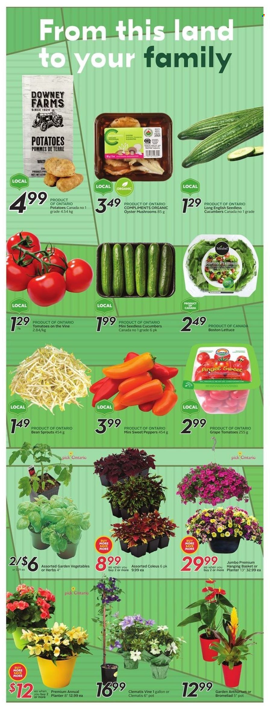 thumbnail - Sobeys Flyer - May 19, 2022 - May 25, 2022 - Sales products - oyster mushrooms, mushrooms, cucumber, sweet peppers, tomatoes, potatoes, peppers, oysters, bean sprouts. Page 15.