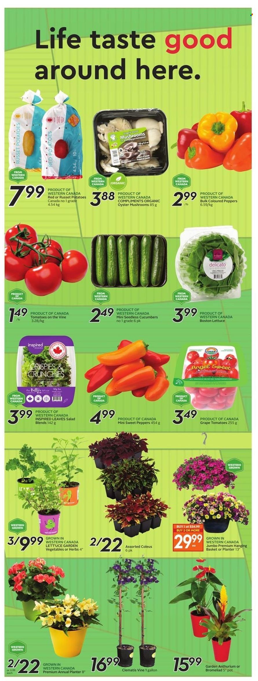thumbnail - Safeway Flyer - May 19, 2022 - May 25, 2022 - Sales products - oyster mushrooms, mushrooms, cucumber, russet potatoes, sweet peppers, tomatoes, potatoes, salad, peppers, oysters, pot. Page 15.
