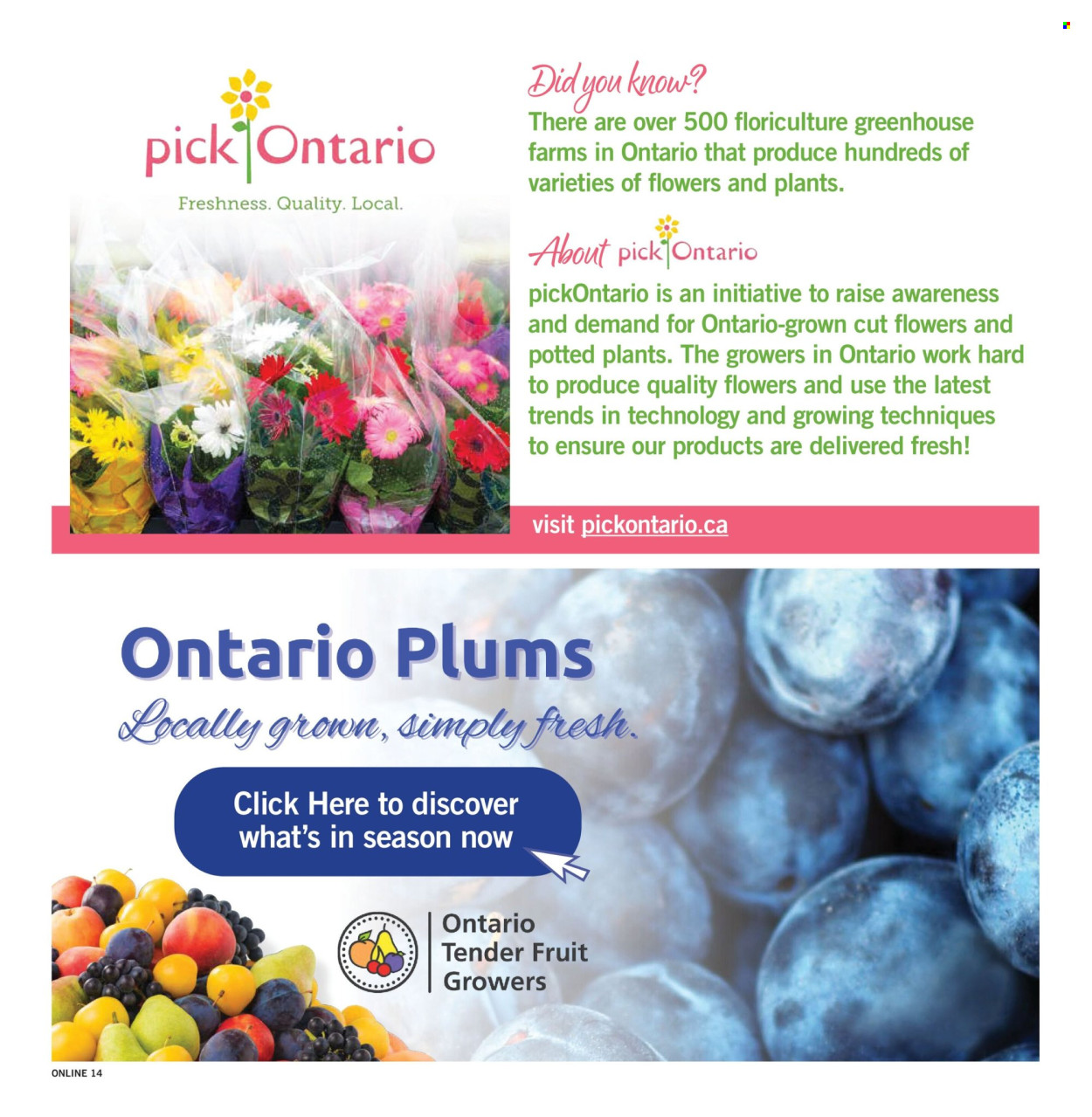 Fortinos flyer - August 13, 2026 - August 19, 2026. Page 14