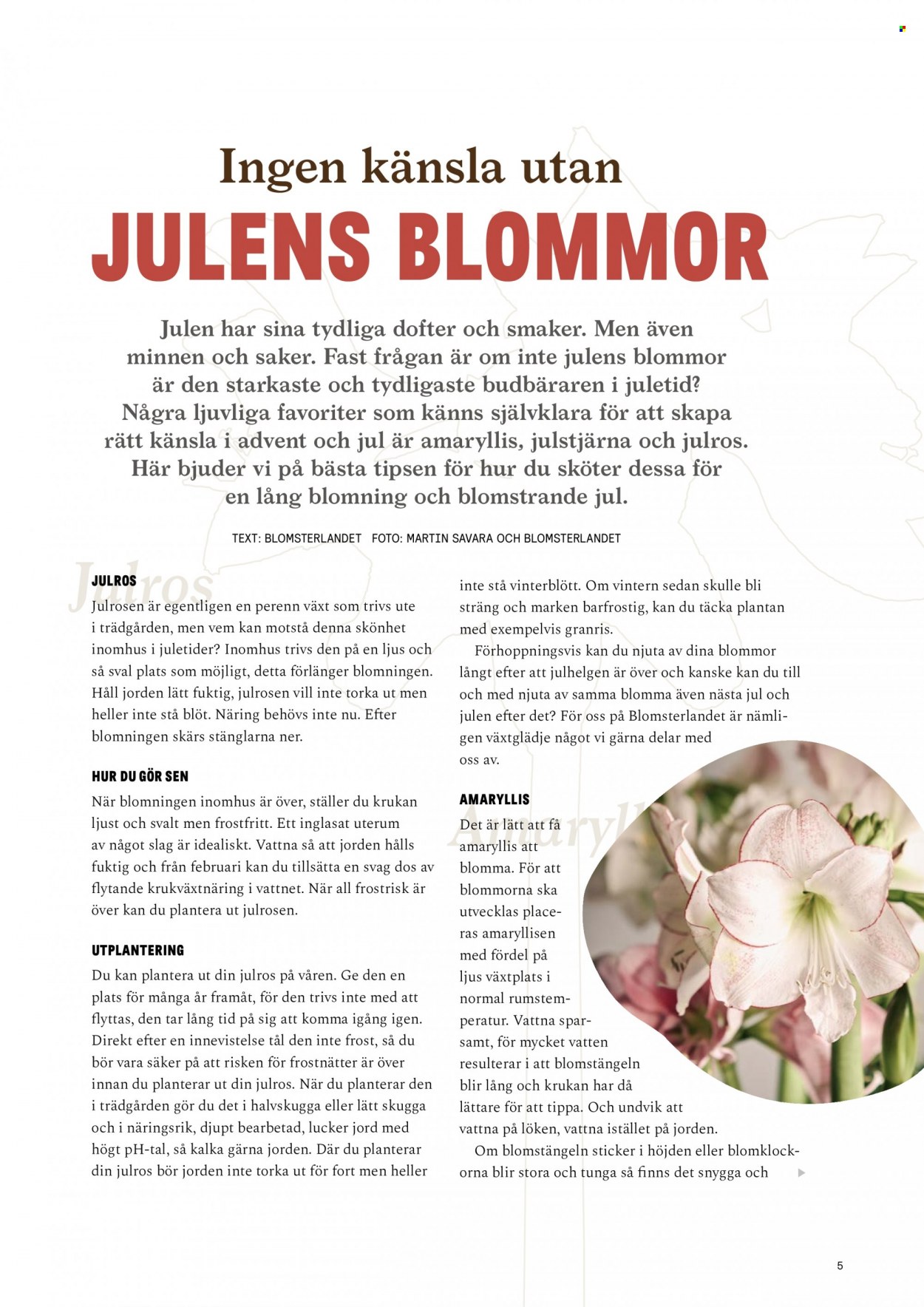 thumbnail - Blomsterlandet reklamblad - varor från reklamblad - julstjärna, ljus, Julros, Amaryllis, blomma. Sida 5.