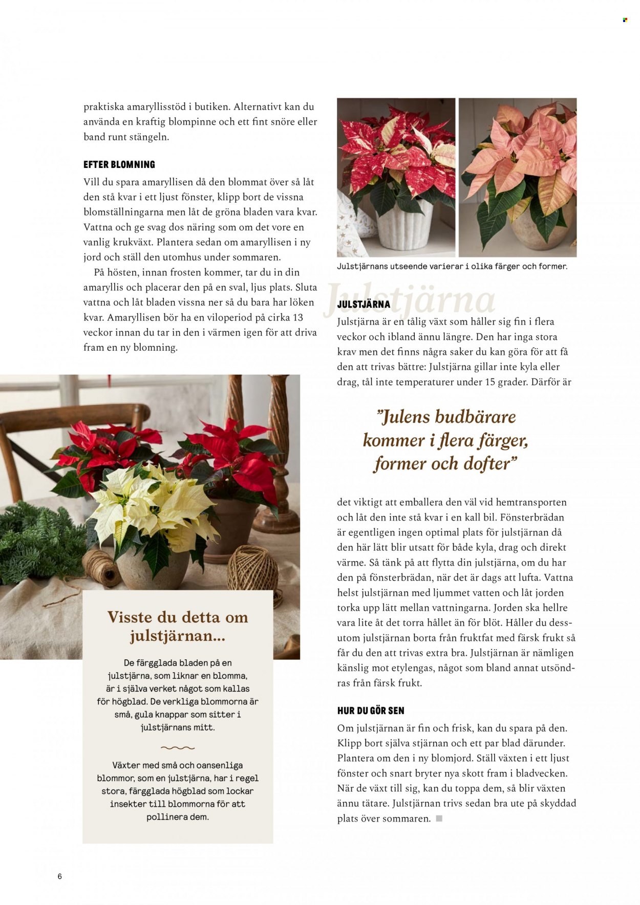 thumbnail - Blomsterlandet reklamblad - varor från reklamblad - julstjärna, ljus, Amaryllis, blomma. Sida 6.