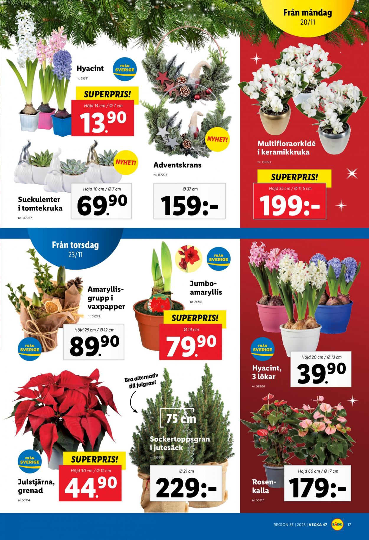 Lidl reklamblad - 20/11 2023 - 26/11 2023. Sida 21