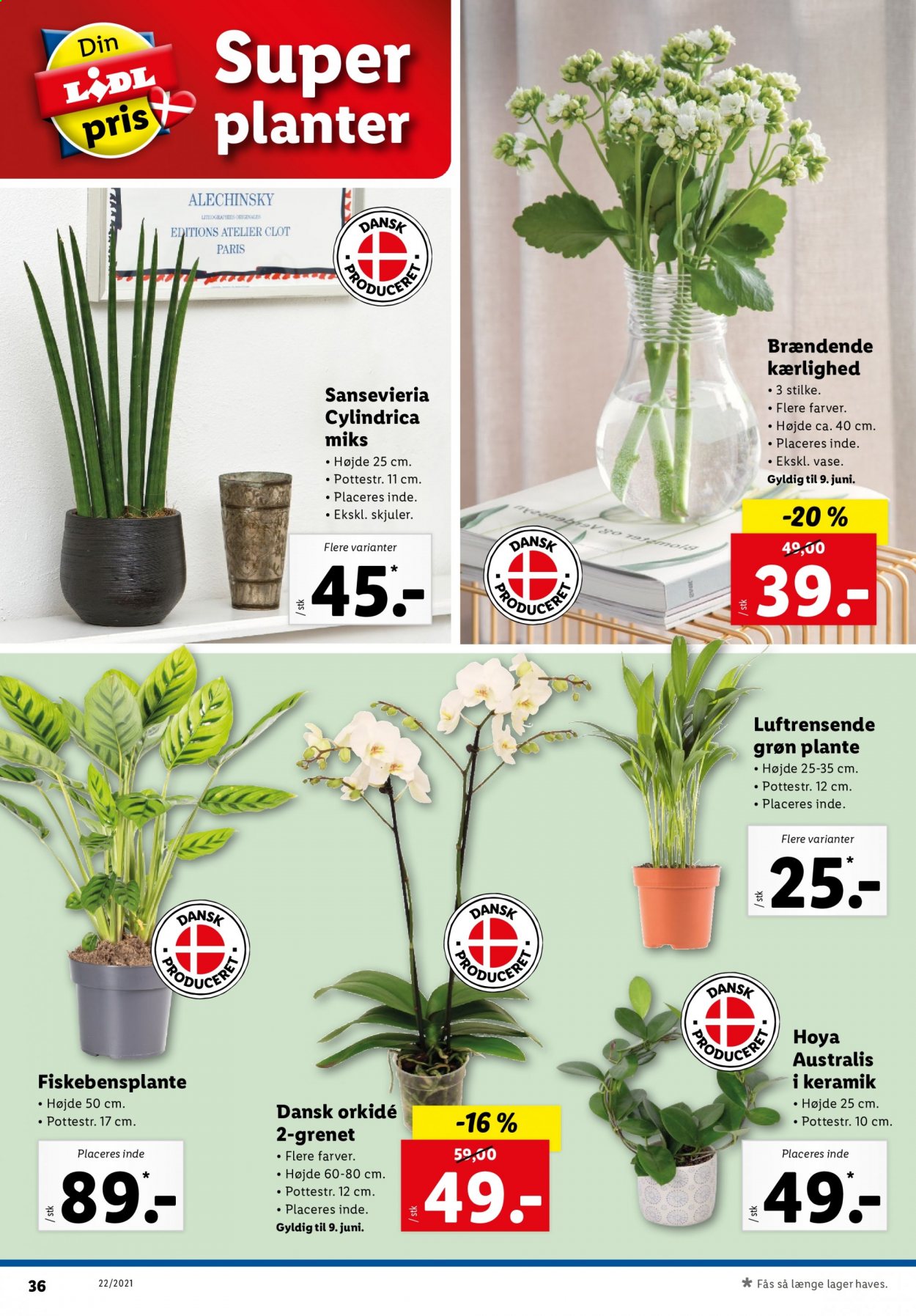 Lidl tilbud - 30.5.2021 - 5.6.2021. Side 38