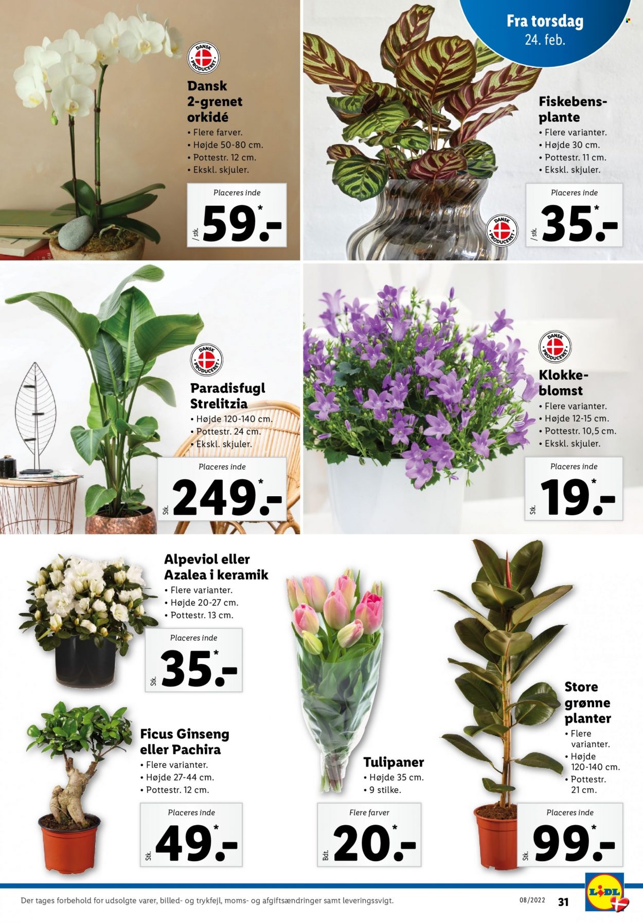 Lidl tilbud - 20.2.2022 - 26.2.2022. Side 31