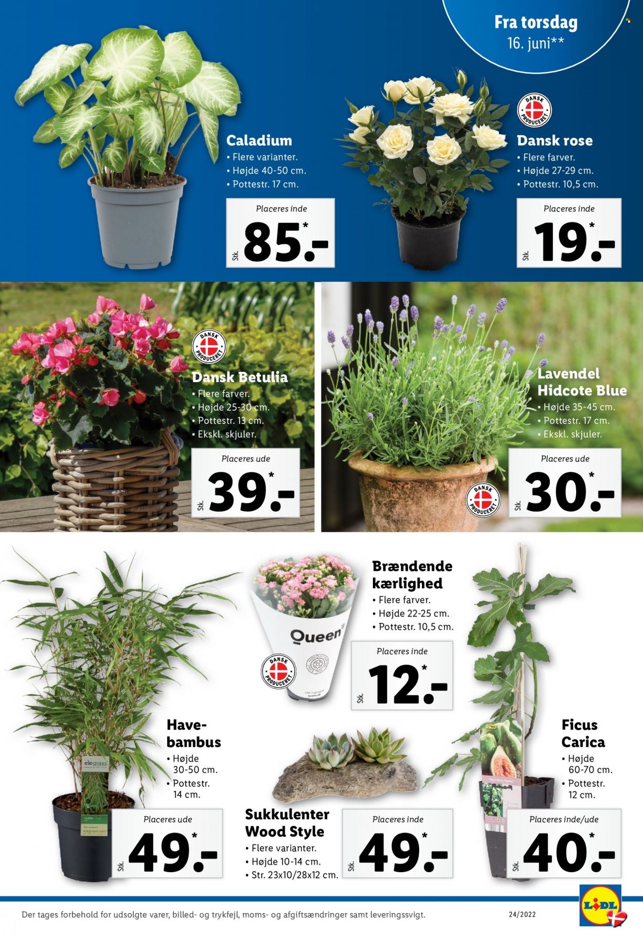 Lidl tilbud - 12.6.2022 - 18.6.2022. Side 31