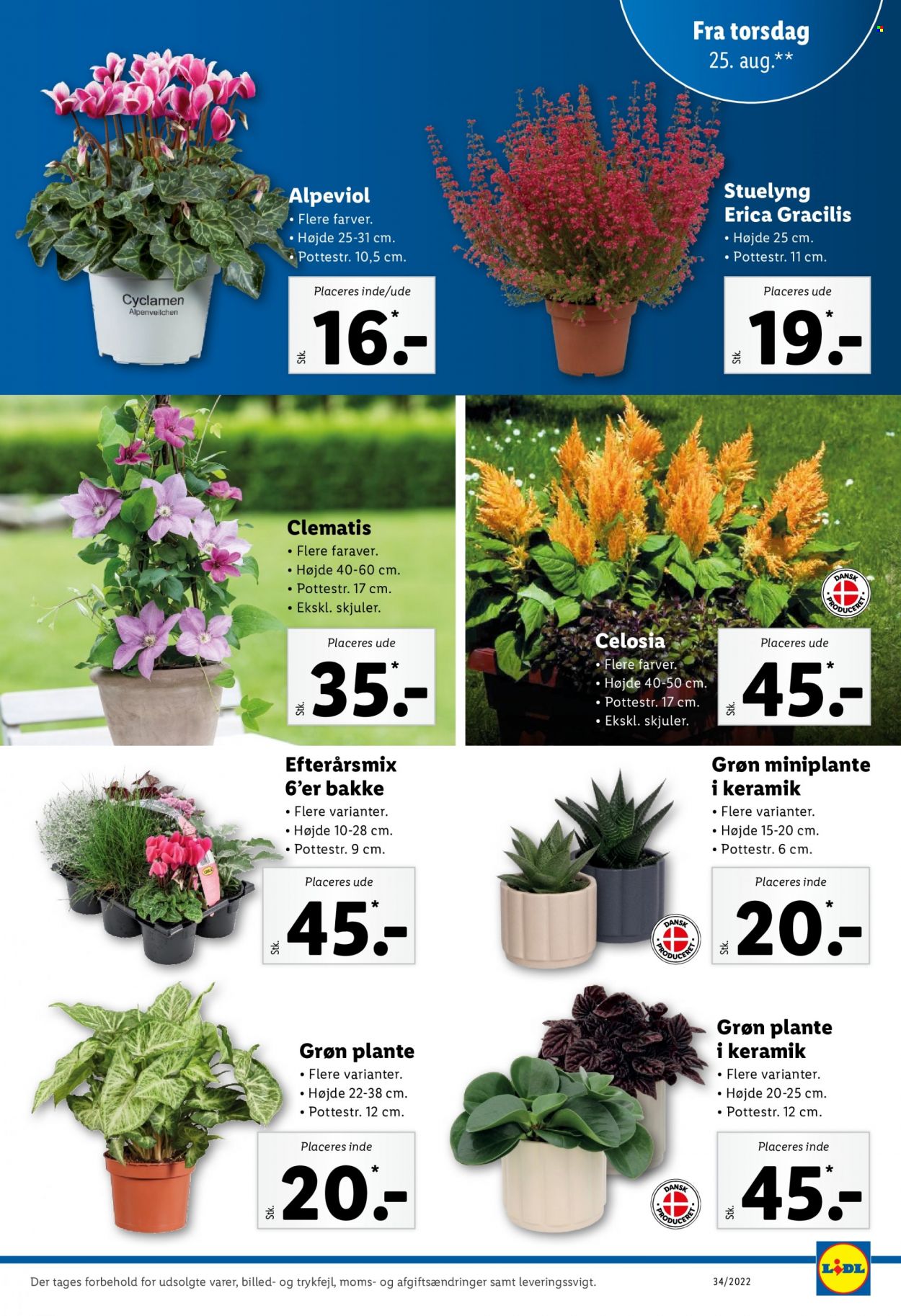 Lidl tilbud - 21.8.2022 - 27.8.2022. Side 31