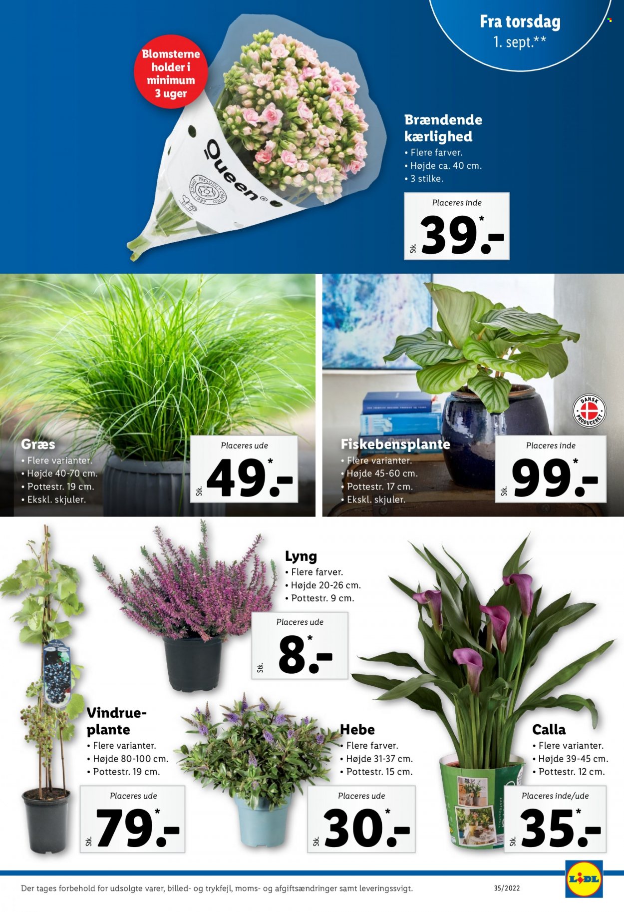 Lidl tilbud - 28.8.2022 - 3.9.2022. Side 35
