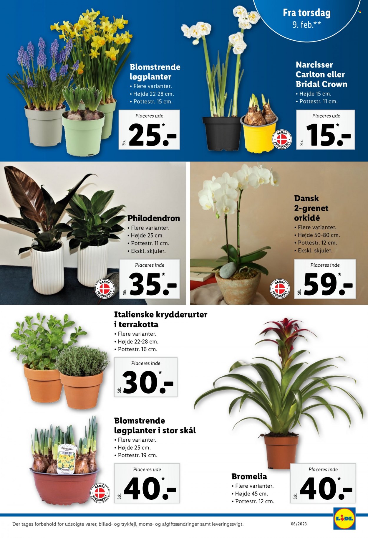 thumbnail - Lidl tilbud  - 5.2.2023 - 11.2.2023 - tilbudsprodukter - orkideer, grøn plante. Side 29.