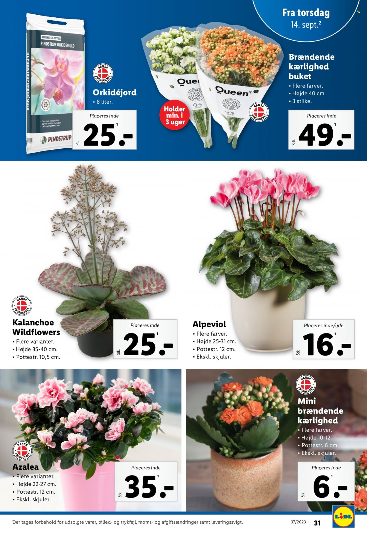 Lidl tilbud - 10.9.2023 - 16.9.2023. Side 31