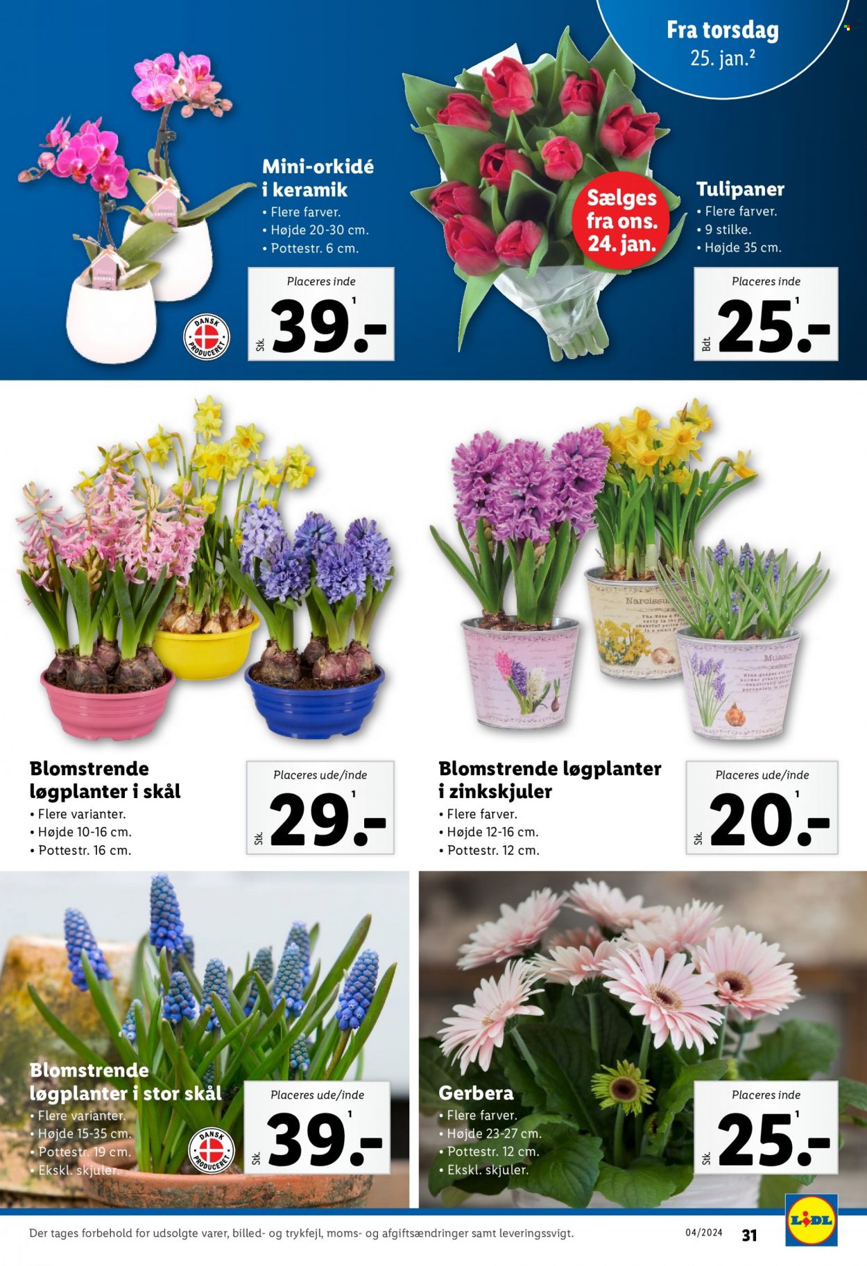Lidl tilbud - 21.1.2024 - 27.1.2024. Side 31