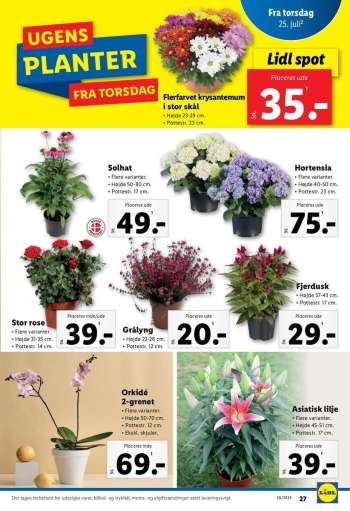 thumbnail - Asiatisk lilje Højde 45-51 cm.