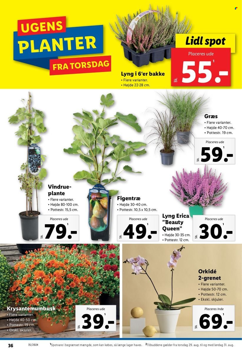 Lidl tilbud - 25.8.2024 - 31.8.2024. Side 36
