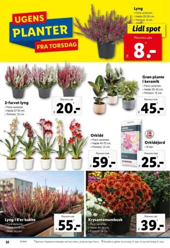 thumbnail - Orkidé Højde 45-75 cm.