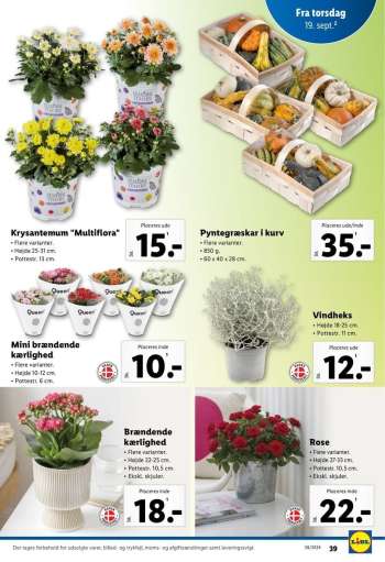 thumbnail - Vindheks Højde 18-25 cm.