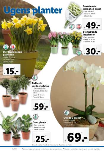 thumbnail - Grøn plante