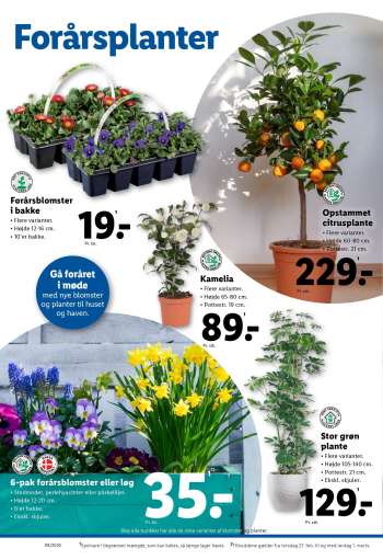 thumbnail - Forårsblomster i bakke