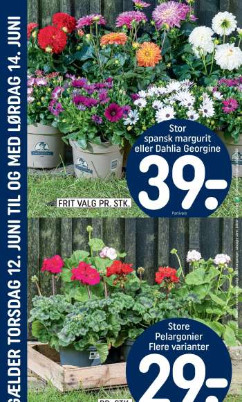 thumbnail - Stor spansk margurit eller Dahlia Georgine