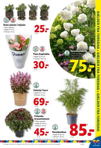 thumbnail - Grøn plante i skjuler