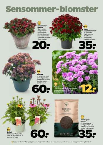 thumbnail - Sensommer-planter
