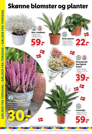 thumbnail - Grøn plante