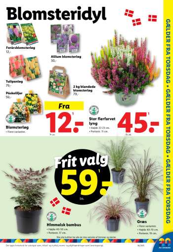 thumbnail - Allium blomsterløg