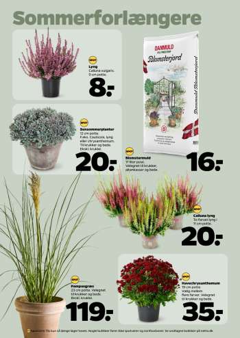 thumbnail - Sensommerplanter