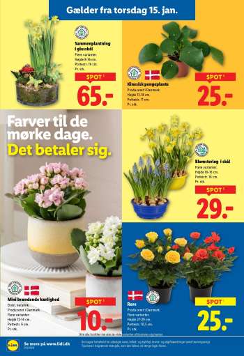 thumbnail - Blomsterløg i skål