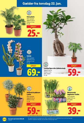 thumbnail - Grøn plante