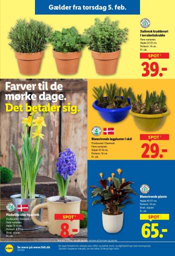 thumbnail - Påskelilje eller hyacinth