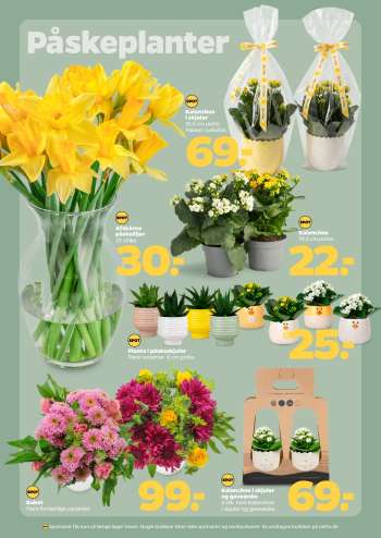 thumbnail - Kalanchoe