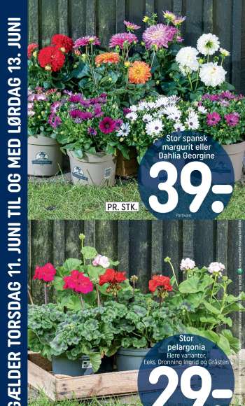thumbnail - Stor spansk margurit eller Dahlia Georgine