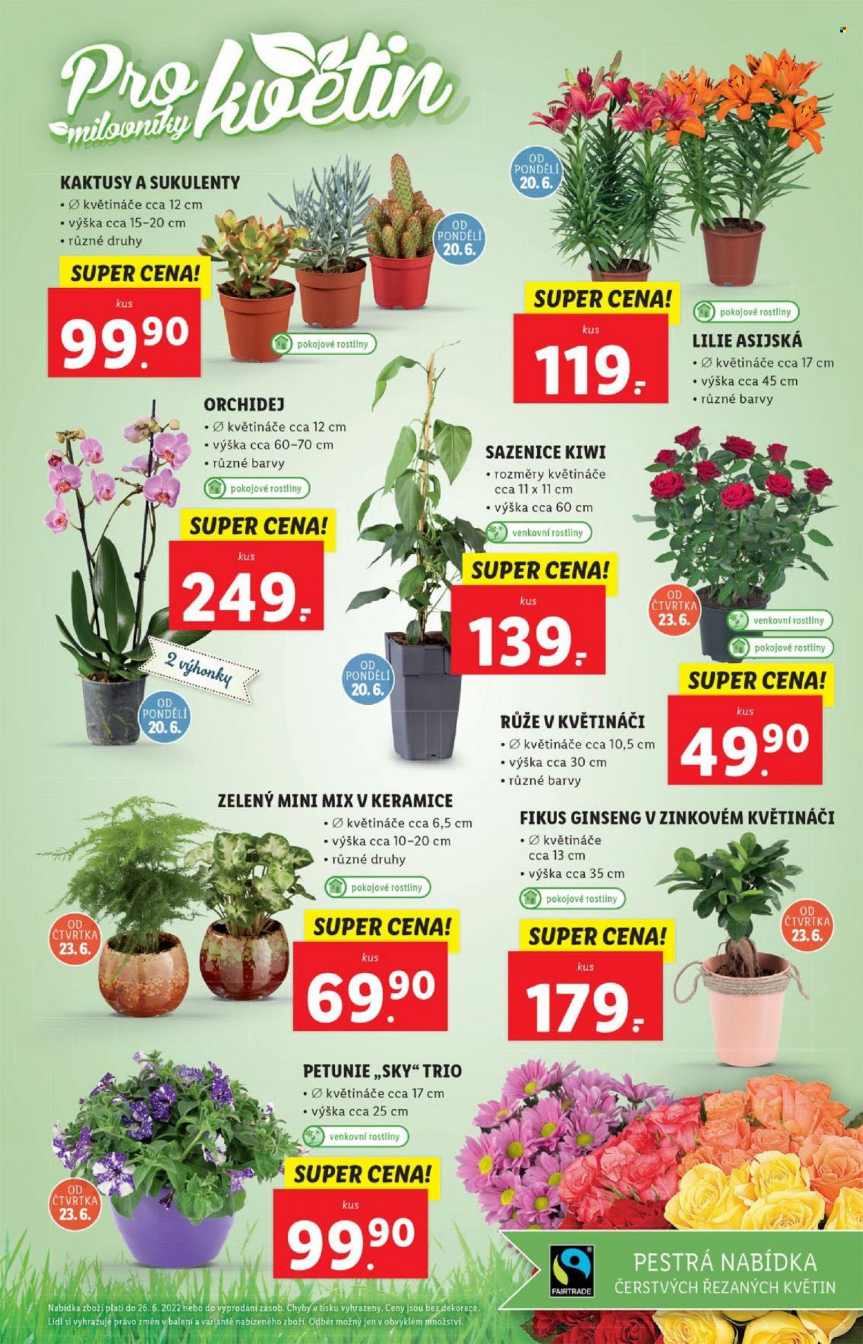 Leták Lidl - 20.6.2022 - 26.6.2022. Strana 39