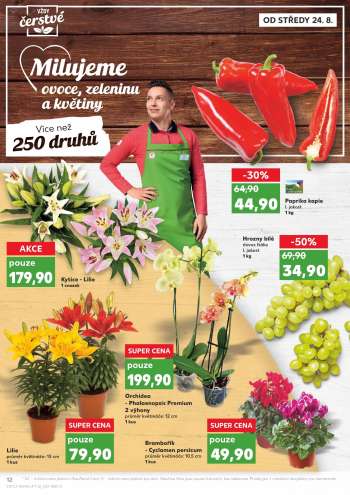 thumbnail - Brambořík - Cyclamen persicum