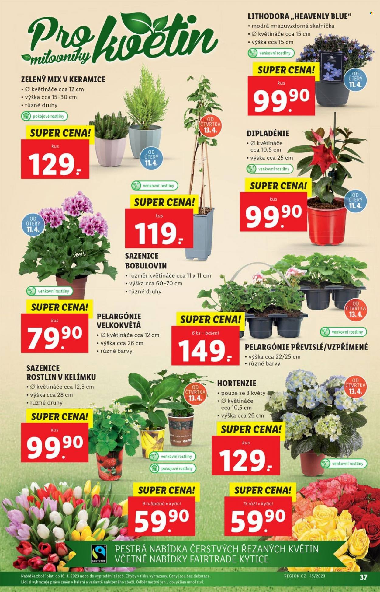 Leták Lidl - 11.4.2023 - 16.4.2023. Strana 37