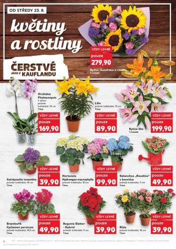 thumbnail - Brambořík - Cyclamen persicum