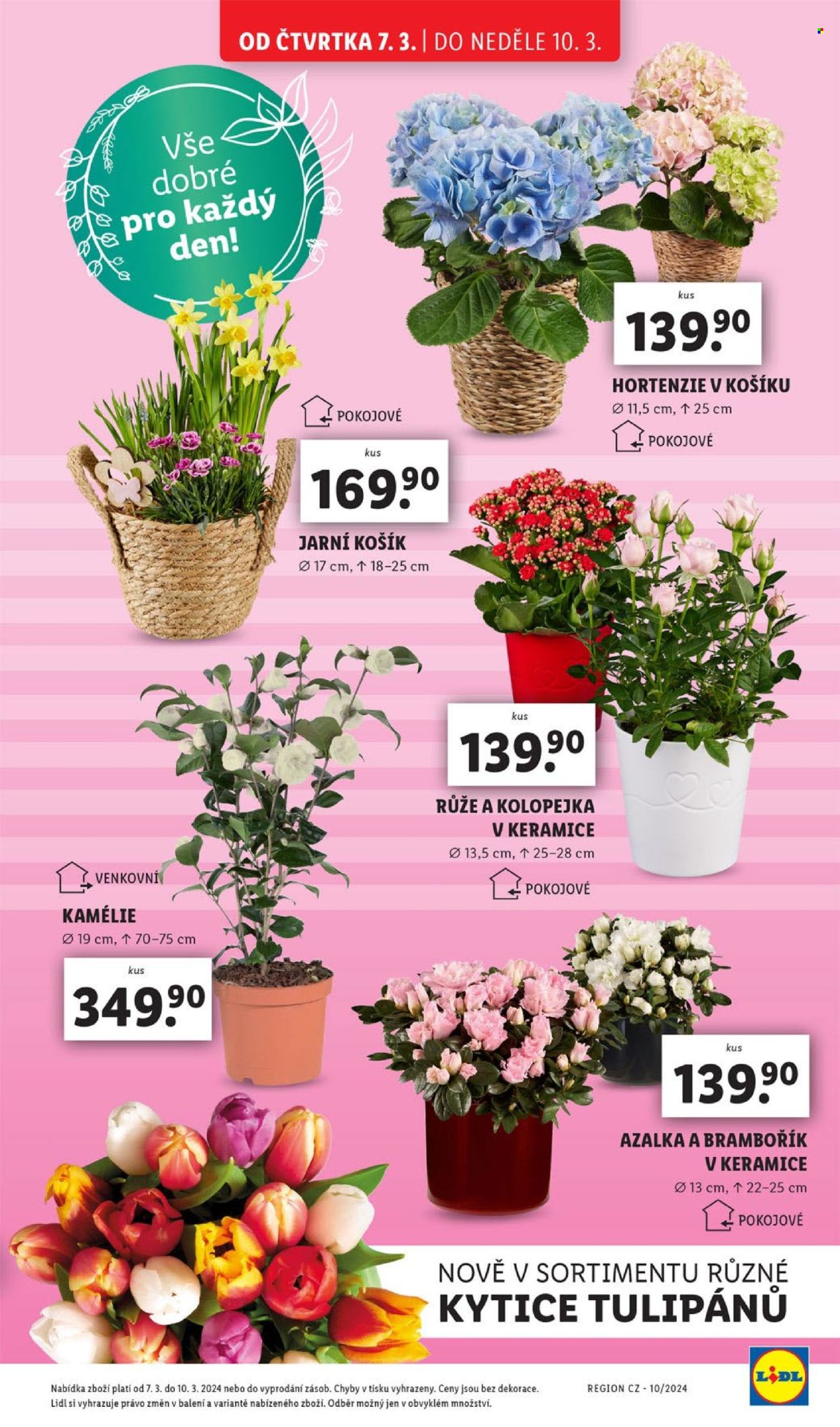 Leták Lidl - 7.3.2024 - 10.3.2024. Strana 10