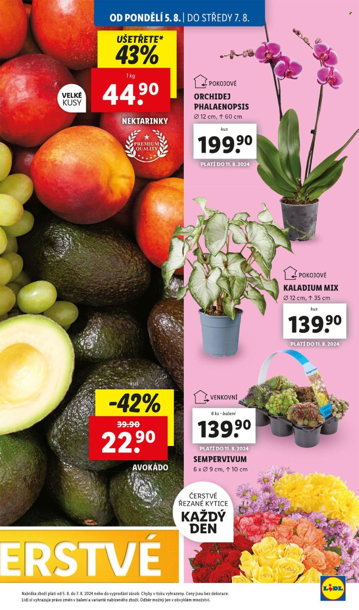 Leták Lidl - 5.8.2024 - 11.8.2024. Strana 11