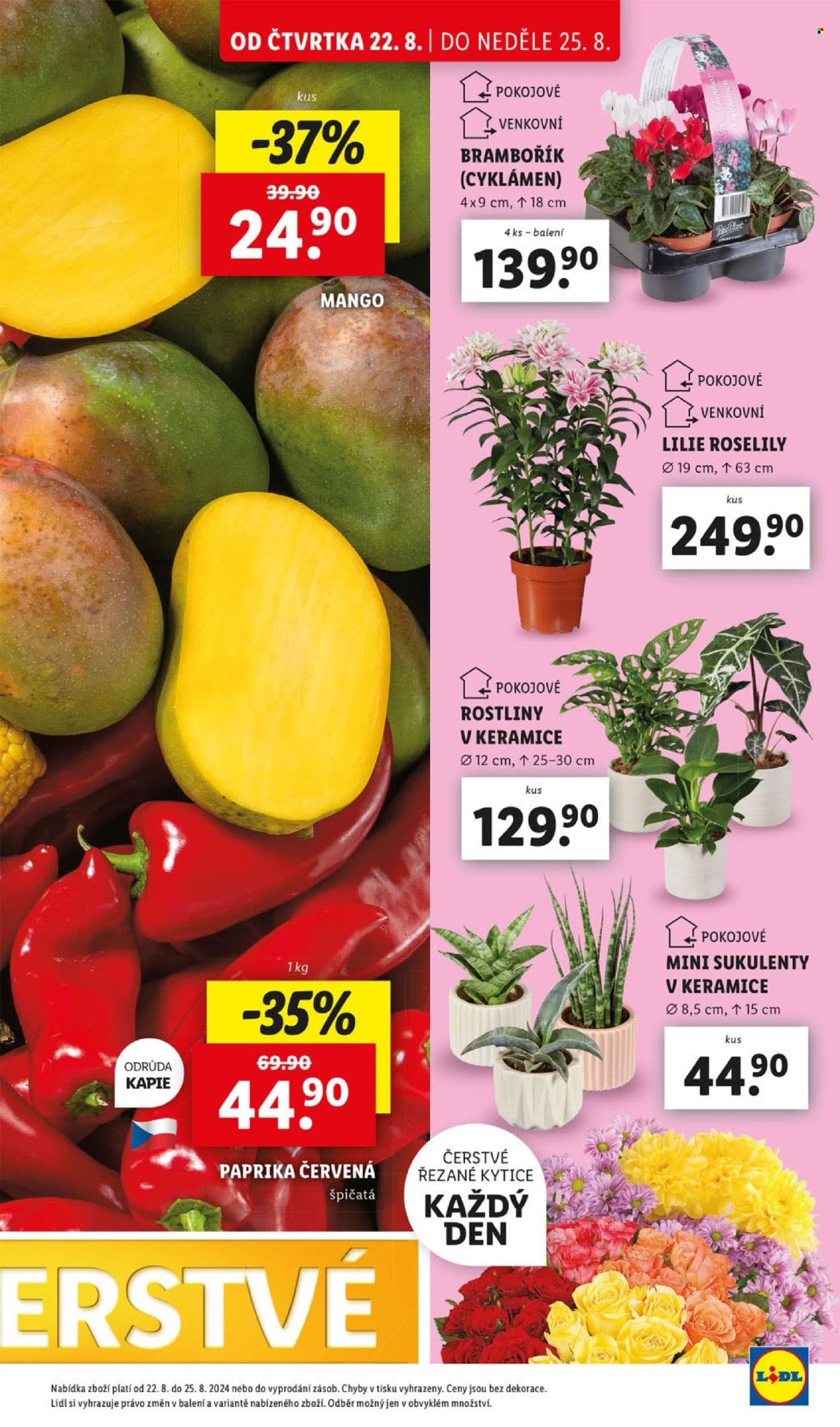 Leták Lidl - 22.8.2024 - 25.8.2024. Strana 11