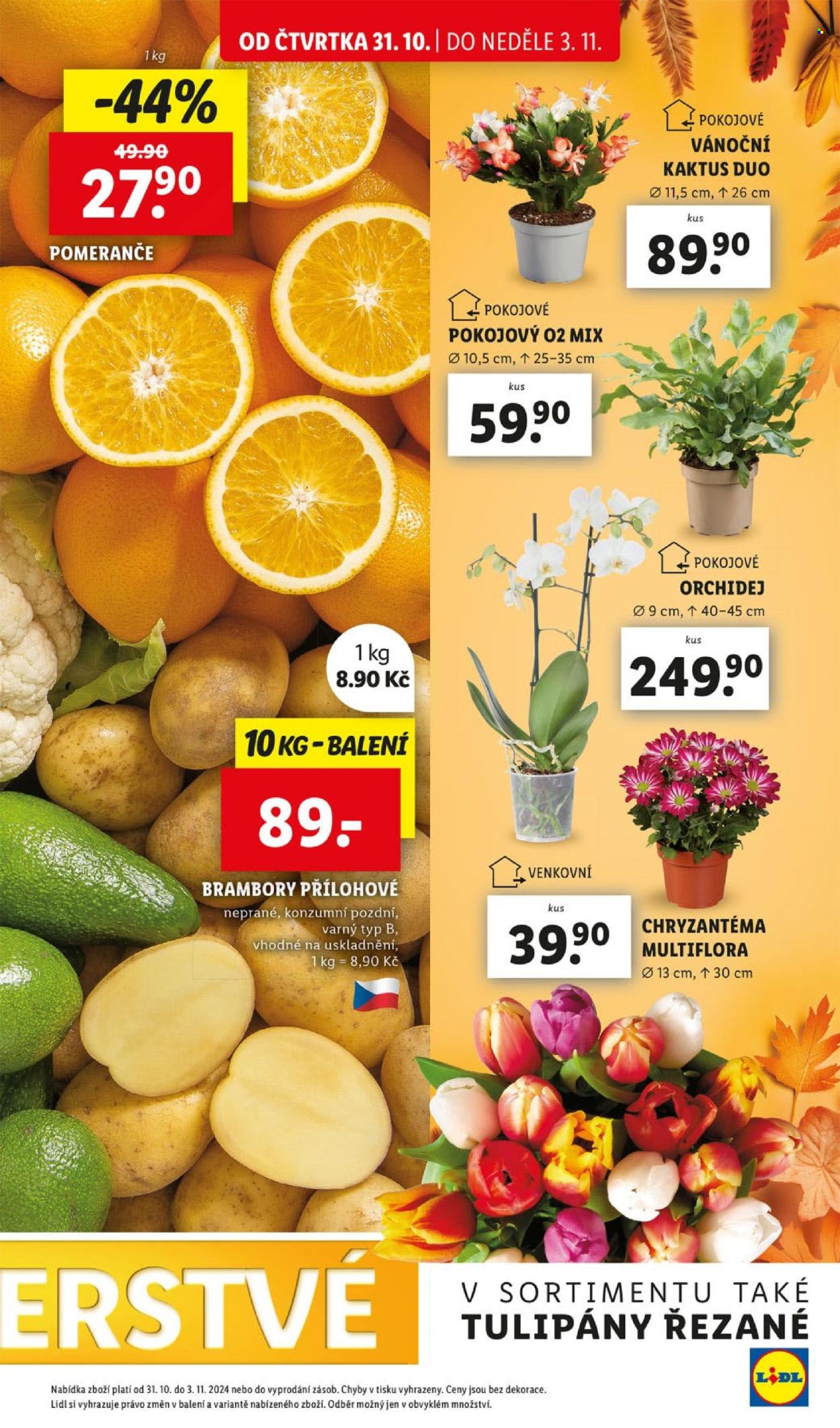 Leták Lidl - 31.10.2024 - 3.11.2024. Strana 13