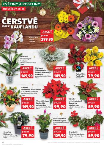 thumbnail - ČEMEŘICE HELLEBORUS